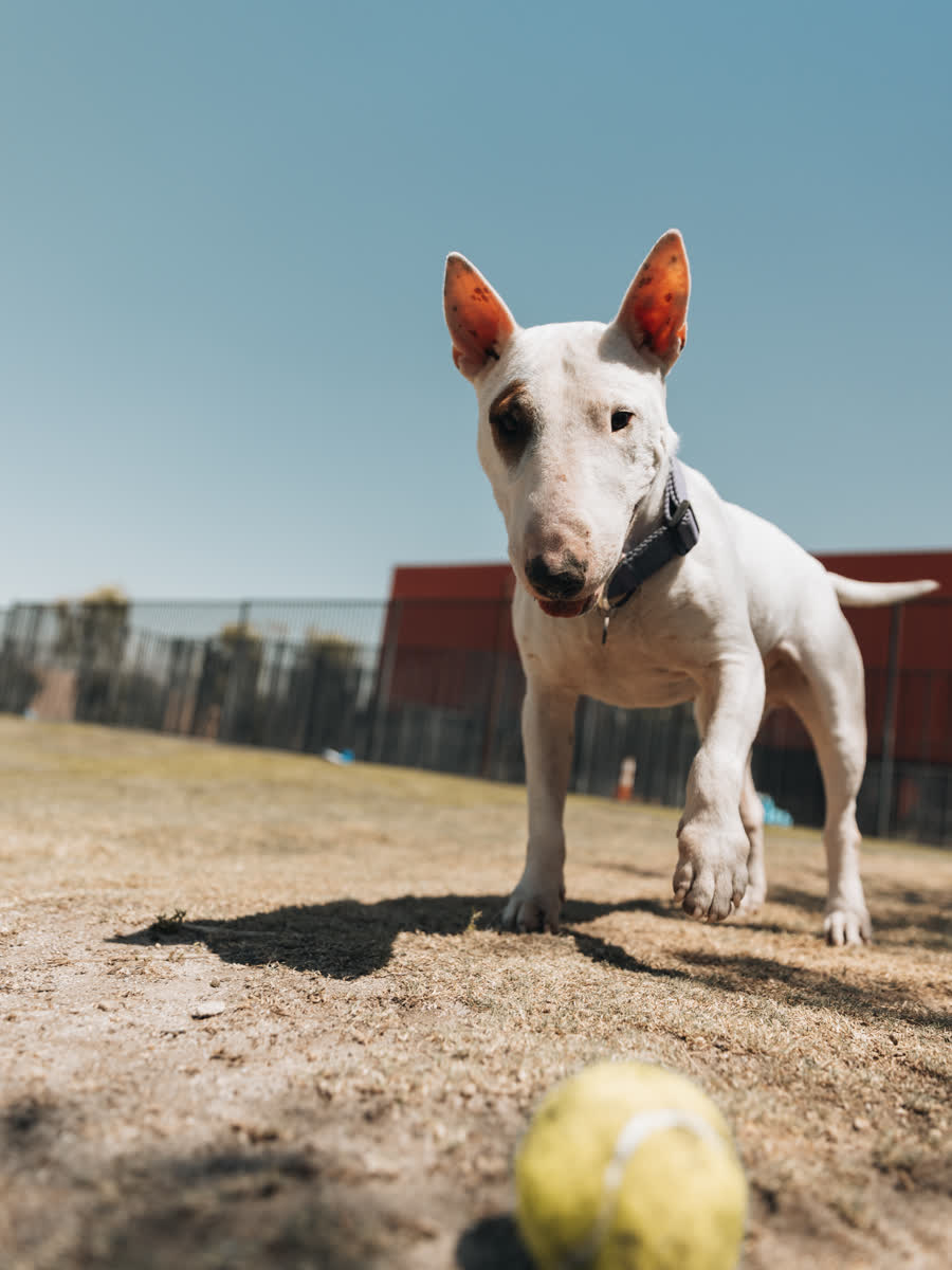 Bull terrier walking toward the camera across a dirt yard with a tennis ball